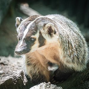 American Badger