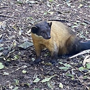 Northern yellow-throated marten 141023