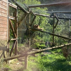 Caracal enclosure 141023