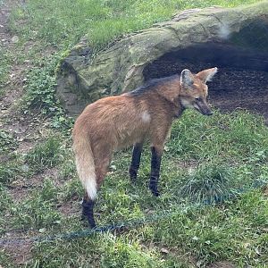 Maned Wolf 141023