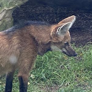 Maned Wolf 141023
