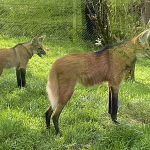 Maned wolves 141023