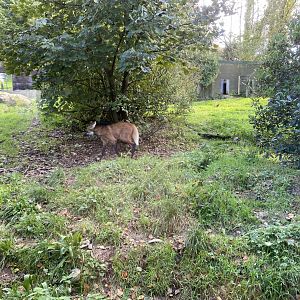 Maned Wolf enclosure 141023