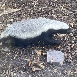 West African ratel 141023