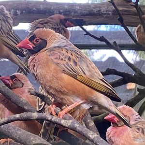 Red-billed quelea 141023