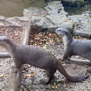 Indochinese smooth-coated otters 141023