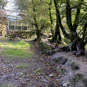 Bush dog enclosure 141023