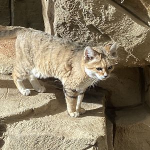 Arabian sand cat 141023