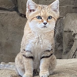 Arabian sand cat 141023