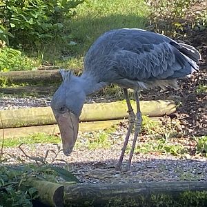 Shoebill 141023