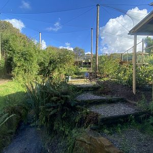 Shoebill enclosure 141023