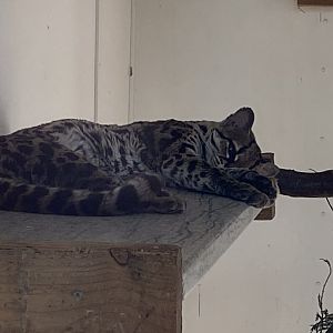 Yucatan margay 141023