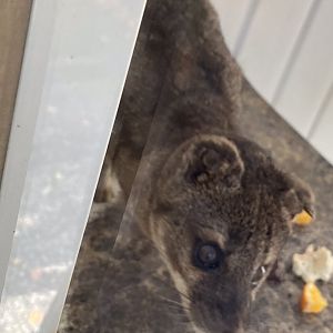 Spotted fanaloka 141023