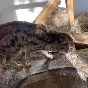 Spotted fanaloka 141023