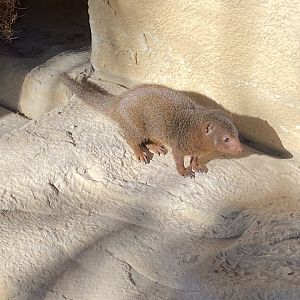 Dwarf mongoose 141023