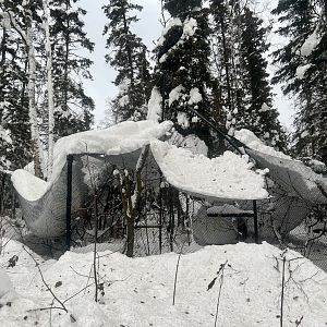 Snow Damaged Golden Eagle Aviary