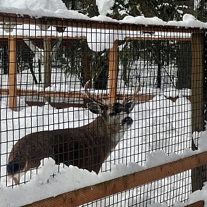 Sitka Blacktail Deer