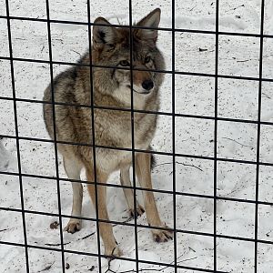 Coyote