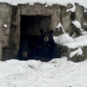 American Black Bears