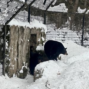 American Black Bear