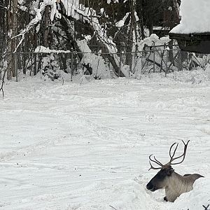 Caribou
