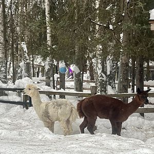 Alpacas