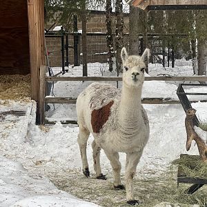 Alpaca