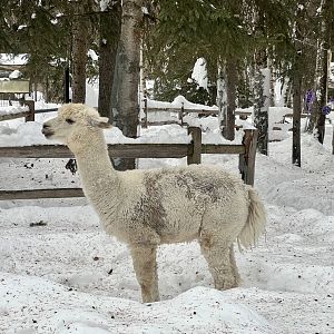 Alpaca