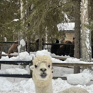 Alpaca and Bactrian Camels