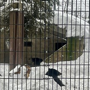 American Black Bear Cubs