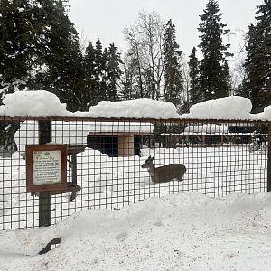 Blacktail Deer Exhibit