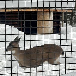 Sitka Blacktail Deer