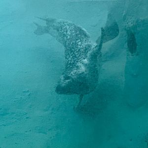 Pacific Harbor Seal
