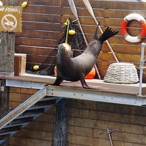 Taronga 2014 - Seal Show - California Sea Lion