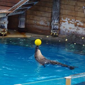 Taronga 2014 - Seal Show - Australian Sea Lion