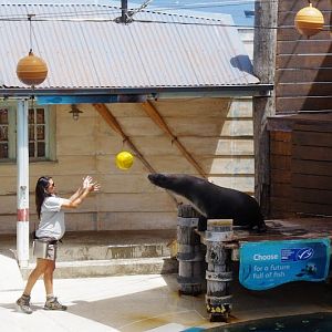 Taronga 2014 - Seal Show - Australian Sea Lion