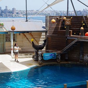 Taronga 2014 - Seal Show - Australian Sea Lion