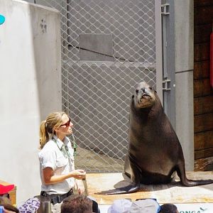 Taronga 2014 - Seal Show - California Sea Lion