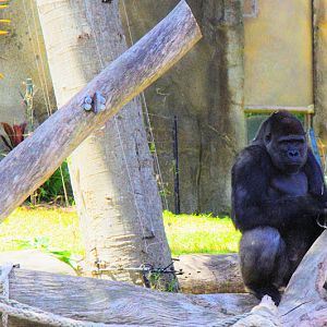 Taronga 2014 - Western Lowland Gorilla (Kibale?)
