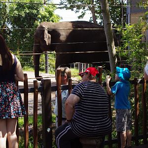 Taronga 2014 - Asian Elephant
