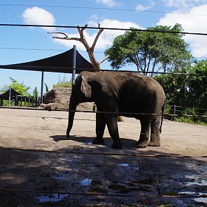 Taronga 2014 - Asian Elephant