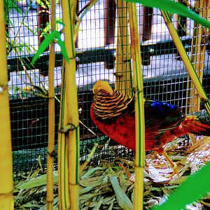 Taronga 2014 - Golden Pheasant - Palm Aviary, Wild Asia