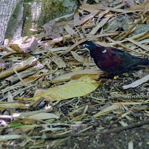Taronga 2014 - White-bibbed Ground Dove - Palm Aviary, Wild Asia