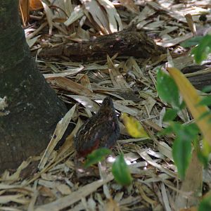 Taronga 2014 - King Quail - Palm Aviary, Wild Asia