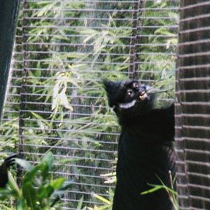 Taronga 2014 - Francois Langur - Wild Asia