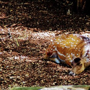 Taronga 2014 - Chital Deer and Red Junglefowl - Wild Asia