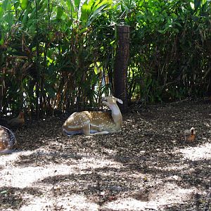 Taronga 2014 - Chital Deer and Red Junglefowl - Wild Asia