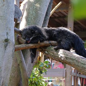 Taronga 2014 - Binturong - Wild Asia