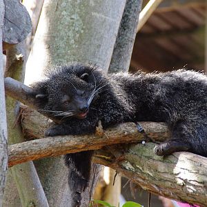 Taronga 2014 - Binturong - Wild Asia