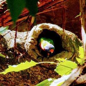 Taronga 2014 - wild Rainbow Lorikeet in the red panda exhibit - Wild Asia